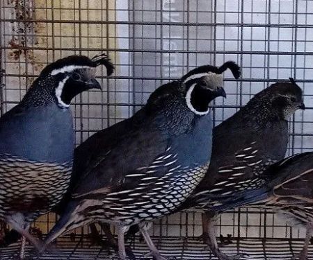Tall Pines Aviary