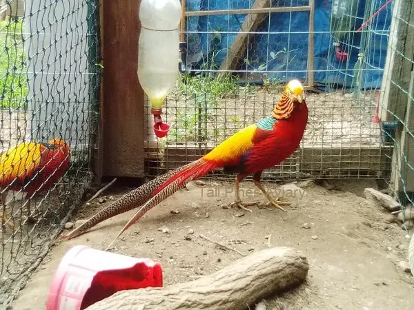 Tall Pines Aviary Picture 2