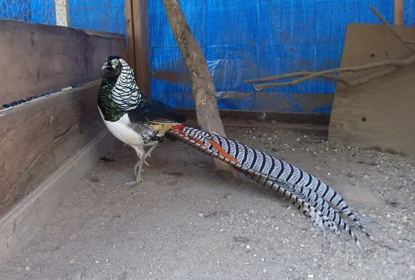 Tall Pines Aviary Picture 3