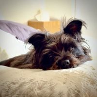 Uptown Paws Veterinary Clinic ico