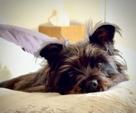 Uptown Paws Veterinary Clinic