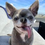 One Love Animal Hospital - Yorkville