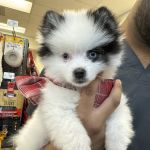 Vetco Vaccination Clinic