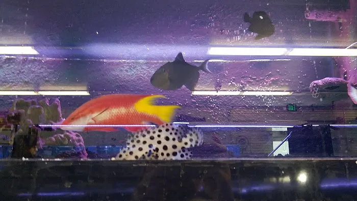 Lovely Pets Aquarium Picture 2