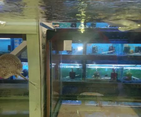 Lovely Pets Aquarium
