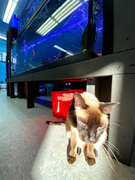 Lovely Pets Aquarium Picture 6