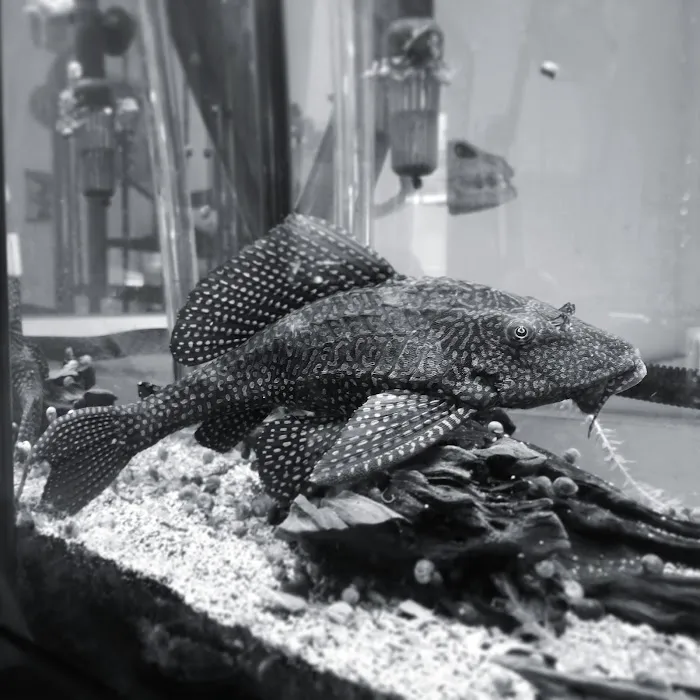 Lovely Pets Aquarium Picture 4