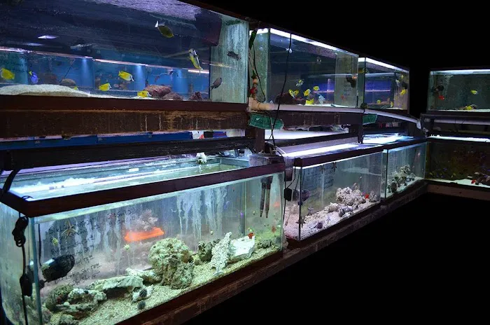 Lovely Pets Aquarium Picture 8