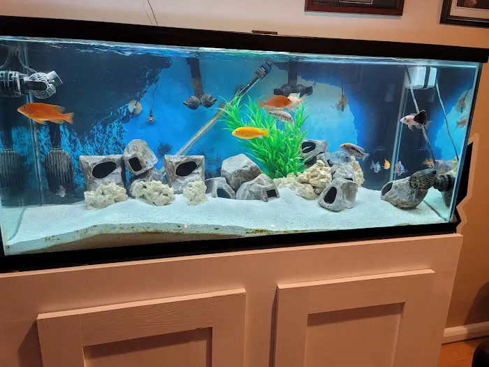 Lovely Pets Aquarium Picture 3