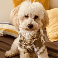 Pet Express ico