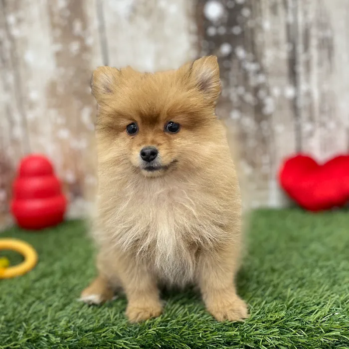 Pet Express Picture 10