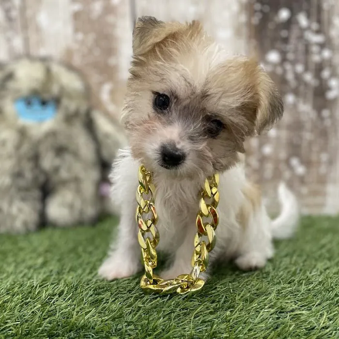 Pet Express Picture 8