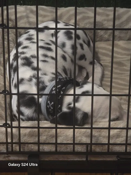 Pet Express Picture 3
