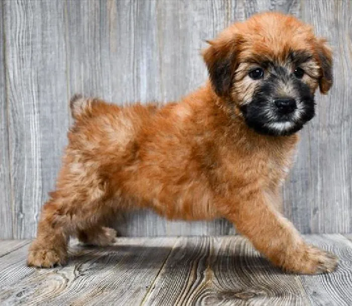 Pet Express Picture 5