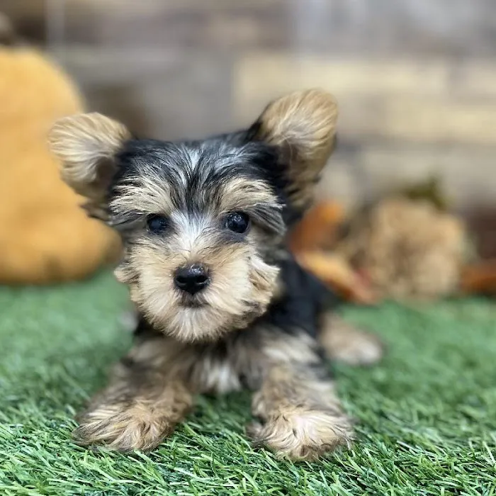 Pet Express Picture 7