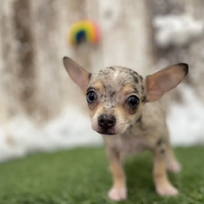 Pet Express Picture 9