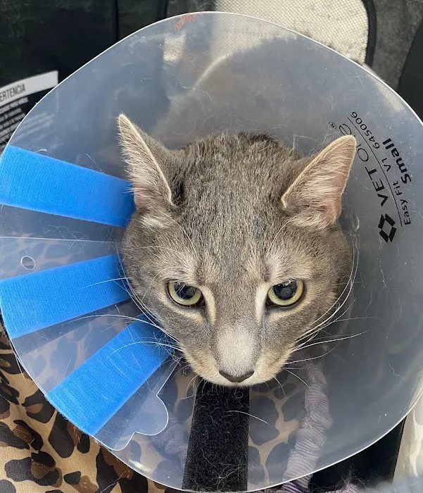 Feline Health Picture 5