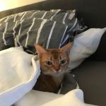 Feline Health