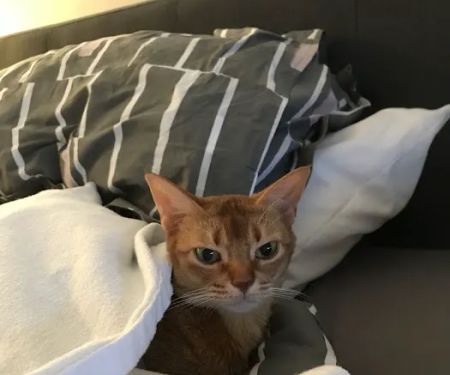 Feline Health
