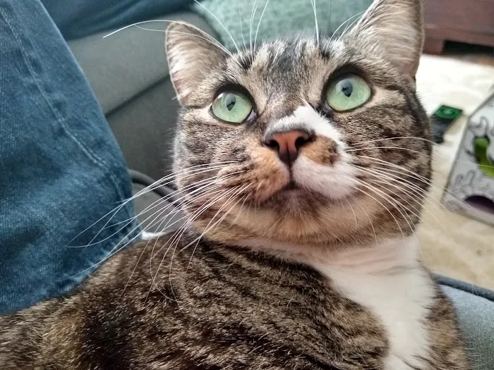 Feline Health Picture 4