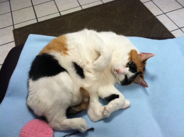 Feline Health Picture 8