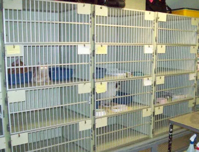 Feline Health Picture 10
