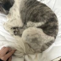 Petco ico