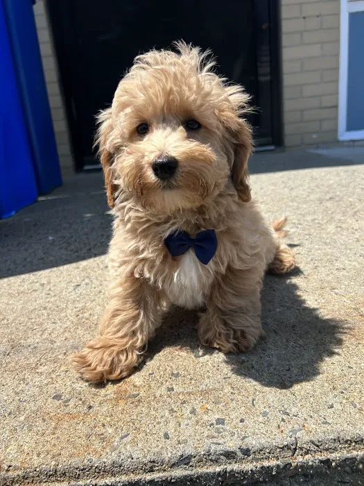 Puppy Boutique Picture 3