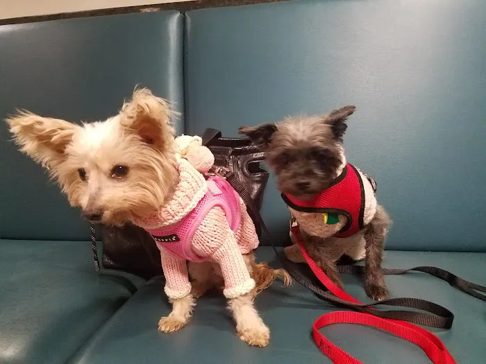 Center for Veterinary Care Picture 4