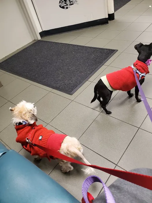 Center for Veterinary Care Picture 2