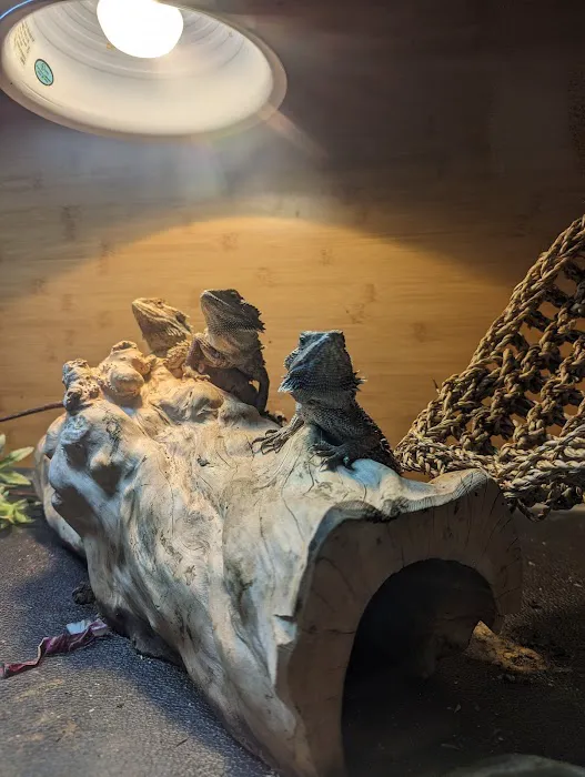 It's A Pet's World Picture 7