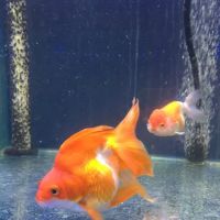 Quincy Aquarium ico