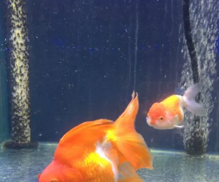 Quincy Aquarium
