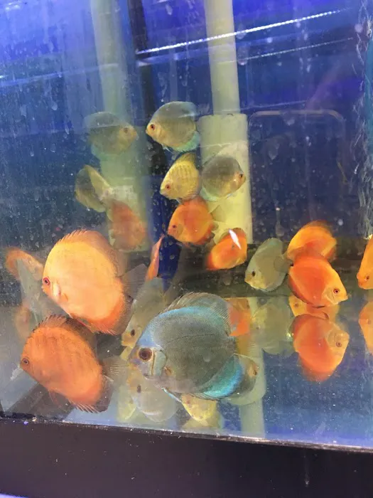 Quincy Aquarium Picture 2