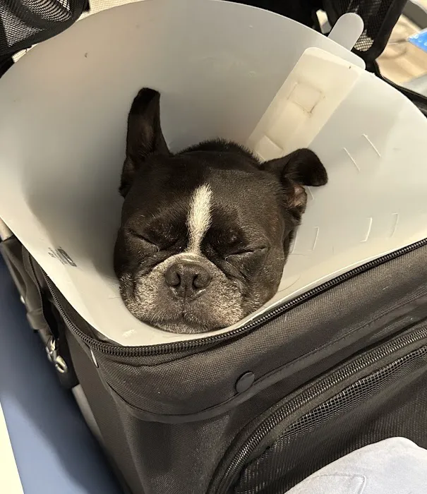 Eye Care for Animals - NYC Picture 1