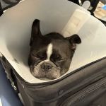 Eye Care for Animals - NYC