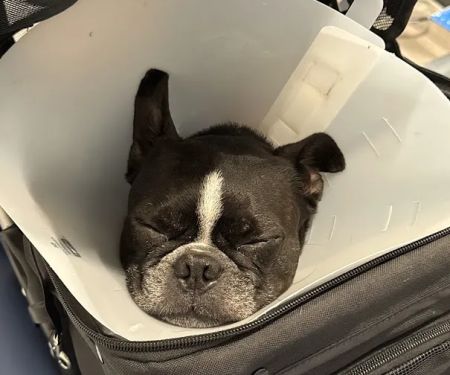 Eye Care for Animals - NYC