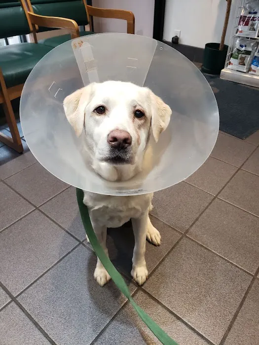 Lenox Hill Veterinarians Picture 7