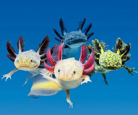 Axolotl Planet Store