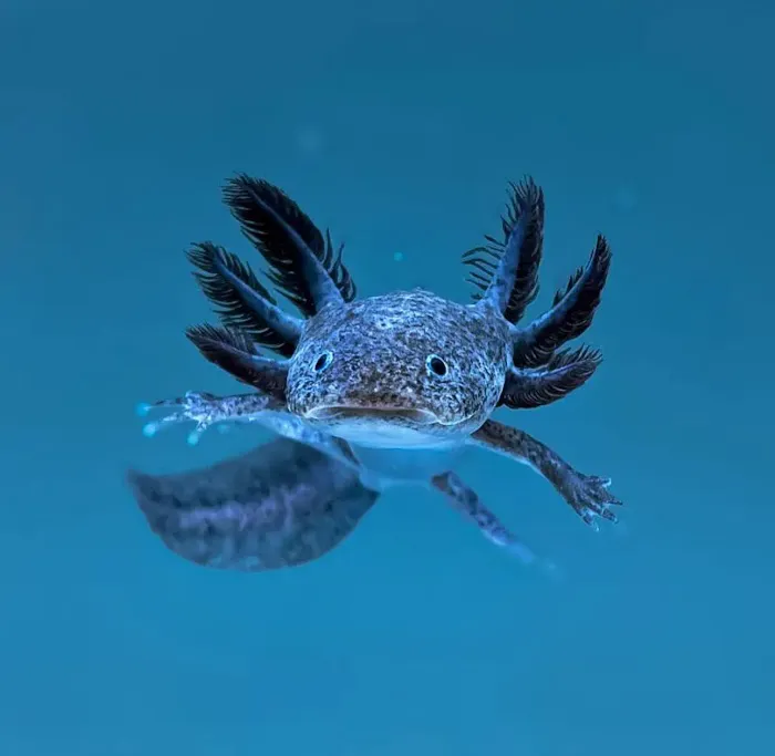 Axolotl Planet Store Picture 9