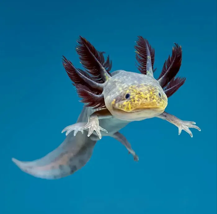 Axolotl Planet Store Picture 5