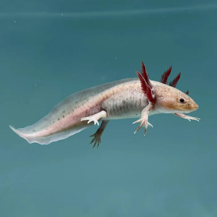 Axolotl Planet Store Picture 8