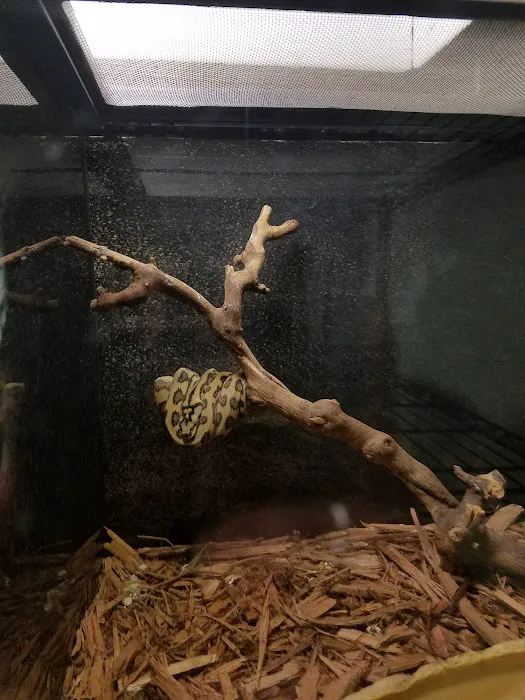 CV Exotics Picture 7