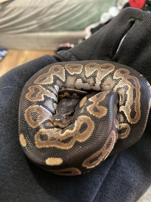 CV Exotics Picture 8