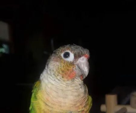 Petco
