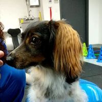 Water4Dogs Rehabilitation Center ico