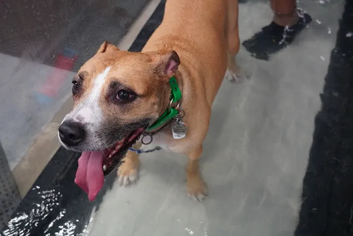 Water4Dogs Rehabilitation Center Picture 10