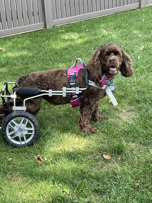 Water4Dogs Rehabilitation Center Picture 4
