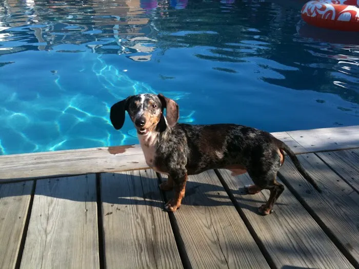 Water4Dogs Rehabilitation Center Picture 5