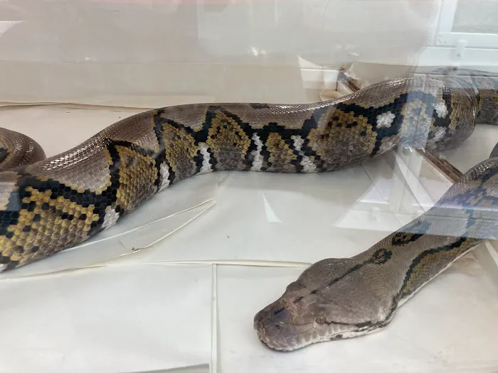 New England Reptile Distributors - NERD Picture 1